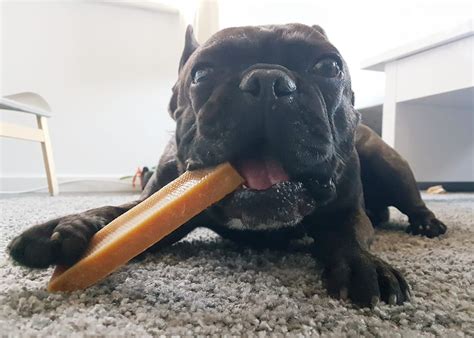 yakbot|yak bot hond.